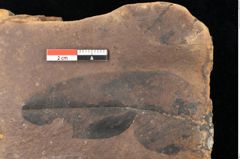 Foto (Detailsansicht) von Quercus palaeoilex Ettingshausen (NHMW-GEO-2024-0188-0814)